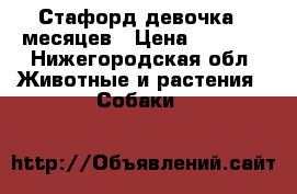 Стафорд девочка 7 месяцев › Цена ­ 3 000 - Нижегородская обл. Животные и растения » Собаки   